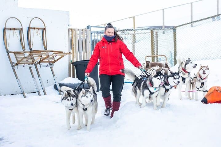 Dog Sledding Tour near Akureyri
