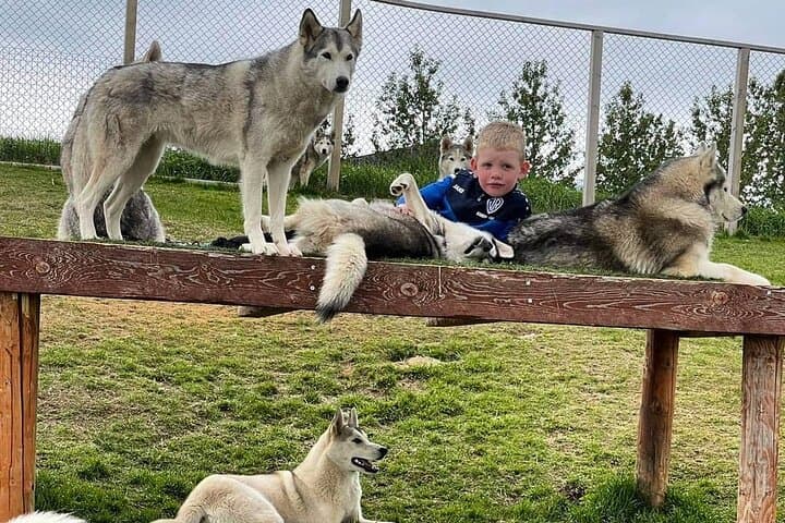 Husky Petting in Akureyri (private)