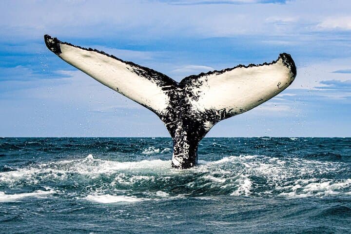 Classic Whale Watching from Dalvík Near Akureyri north Iceland