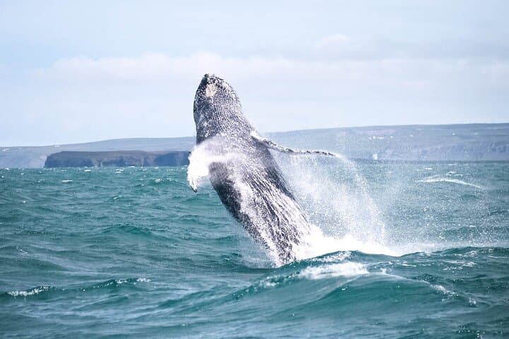 Humpback whale breach.