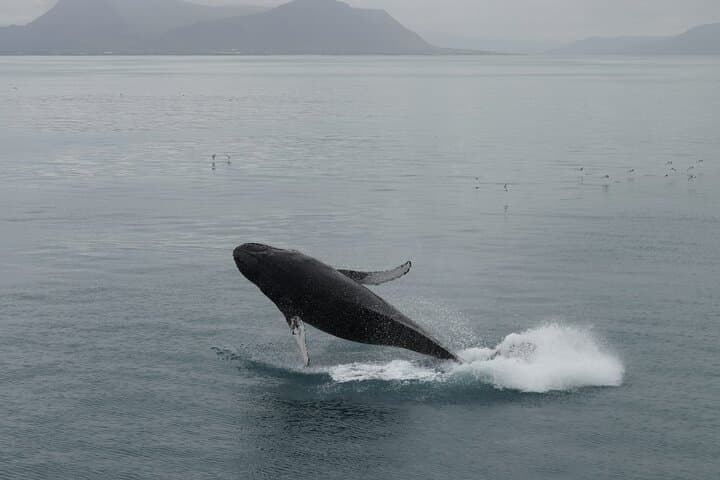 Grace and power collide as a humpback leaps from the North Atlantic — feel the splash, the awe, the pure Icelandic adventure!