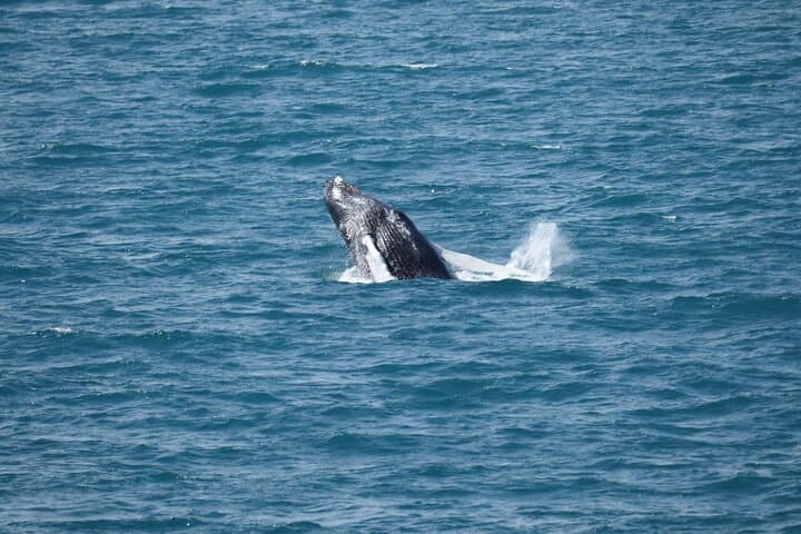 A gentle giant glides just beneath the surface, sunlight dancing across its back — Iceland’s marine life at its most serene.