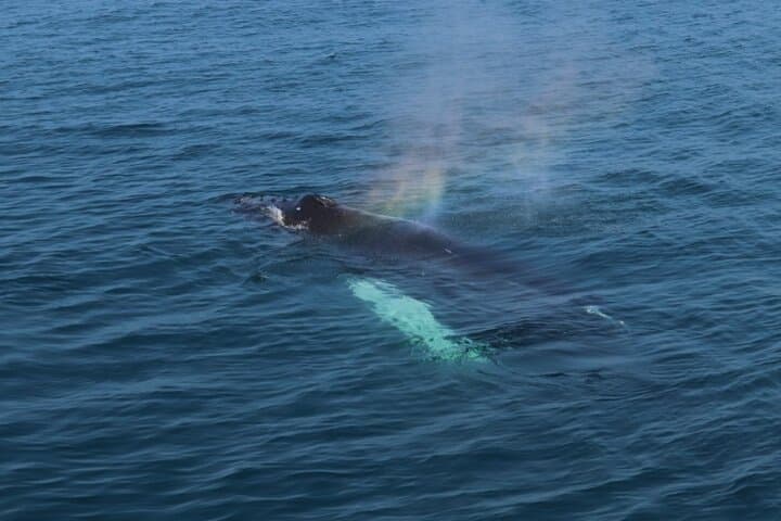 A whale exhales, catching a rainbow in its mist — nature’s artistry on full display in Reykjavík’s pristine waters.