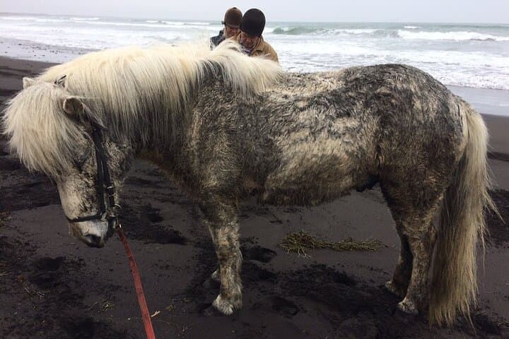 Family Horse Riding Tour in Thorlakshofn