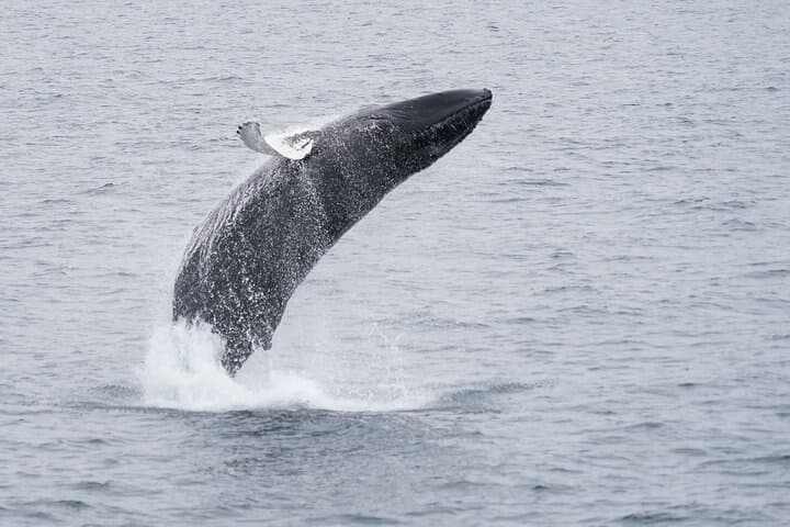 Whale Watching by RIB Speedboat from Downtown Reykjavik