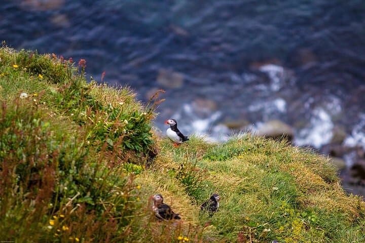 Puffin cliffs on the coastline