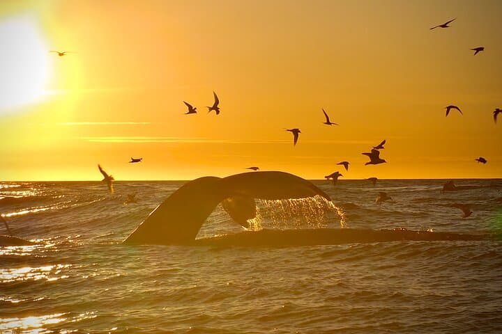 Midnight Sun Tour