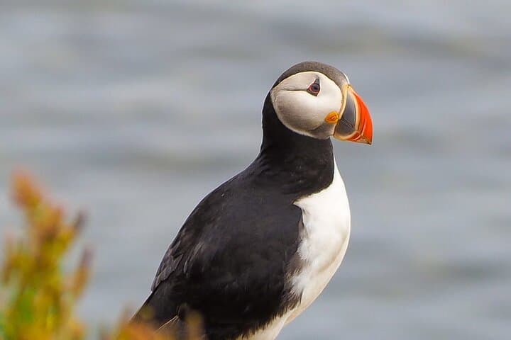 Atlantic Puffin