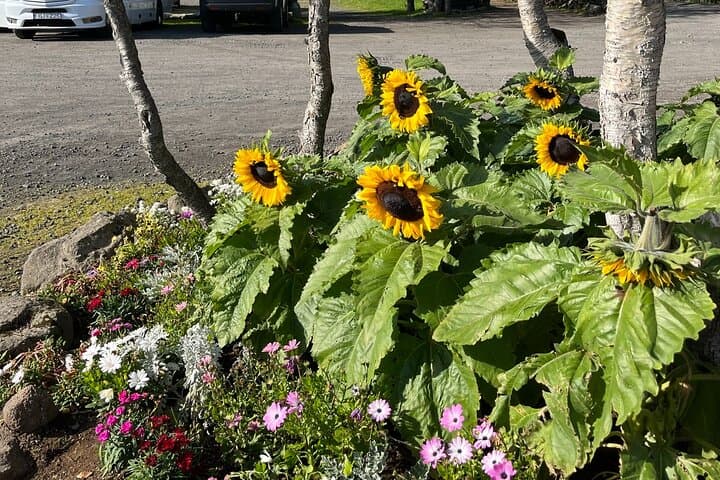 Private Guided Tour Golden Circle & Friðheimar Greenhouse Iceland