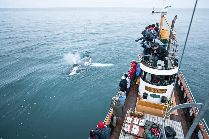 Humpback Whale