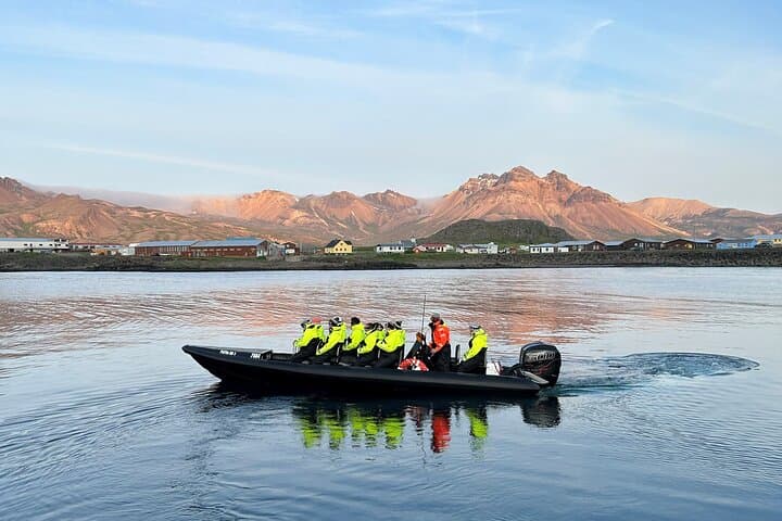 1 Hour Iceland Nature and Wildlife RIB Small Group Guided Safari