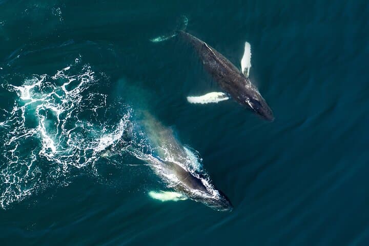 Whale watching tour from Reykjavík