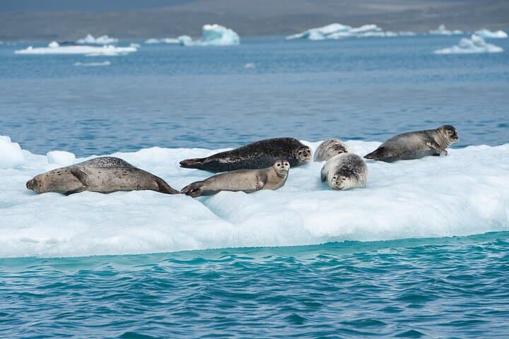 Private Glacier Lagoon & Diamond Beach Tour