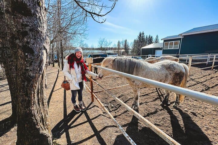 Fridheimar horse