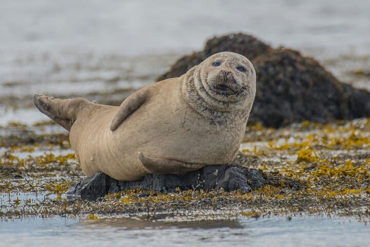 Private Snaefellsnes Peninsula Tour (Up to 8 Pax)