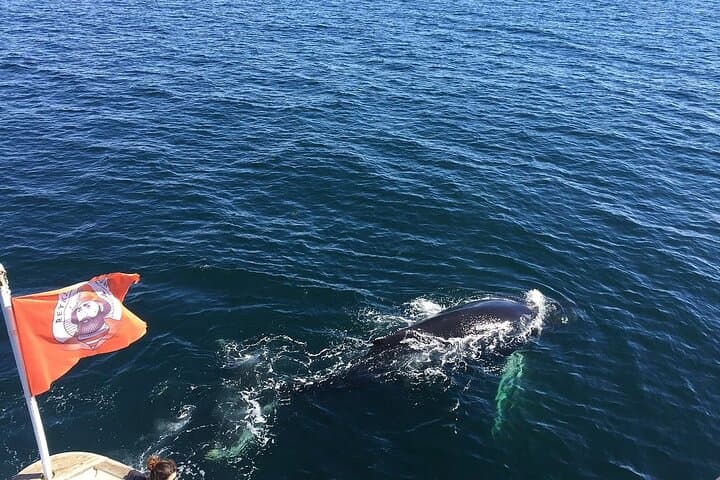 Sail alongside whales just off Reykjavík and feel the excitement as these gentle giants surface nearby.
