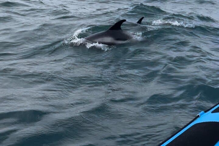 The dolphins are sometimes playing around the boat.