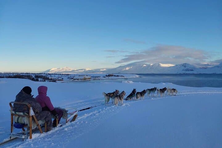 Dog Sledding Tour near Akureyri