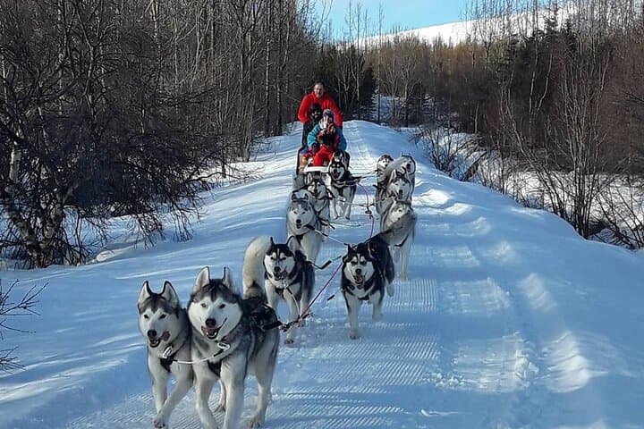 Dog Sledding Tour near Akureyri