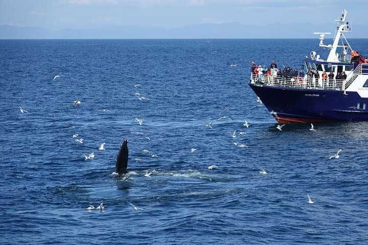 Whale Watching and Marine Life Tour in Reykjavik