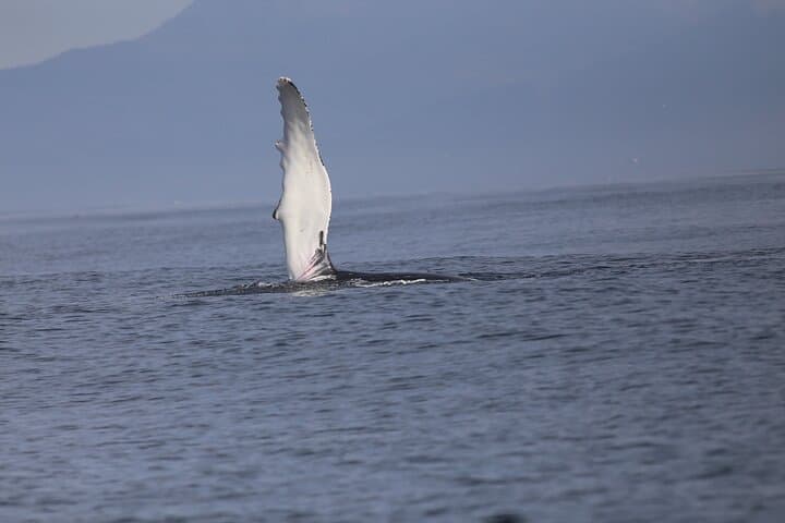 Watch a humpback whale raise its fin above the calm ocean — an unforgettable Icelandic moment.
