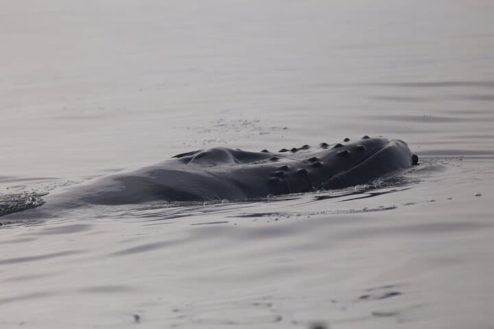 See a humpback whale glide just beneath the surface — a peaceful encounter on Faxaflói Bay.