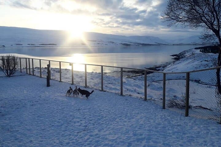 Husky Petting, in Akureyri