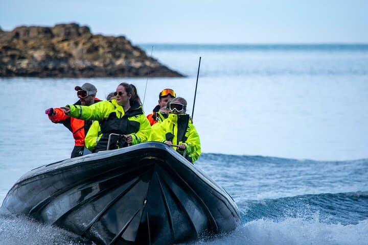 1 Hour Iceland Nature and Wildlife RIB Small Group Guided Safari