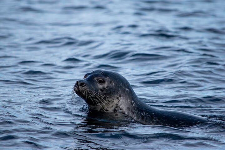 1 Hour Iceland Nature and Wildlife RIB Small Group Guided Safari