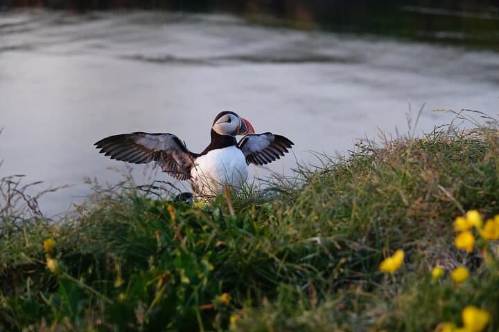 1 Hour Iceland Nature and Wildlife RIB Small Group Guided Safari