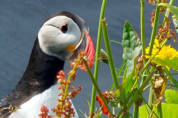Full Day Private South Coast Tour of Iceland