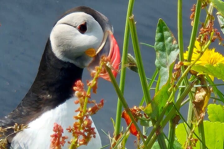 2-in-1 Iceland Experience: Golden Circle & South Coast