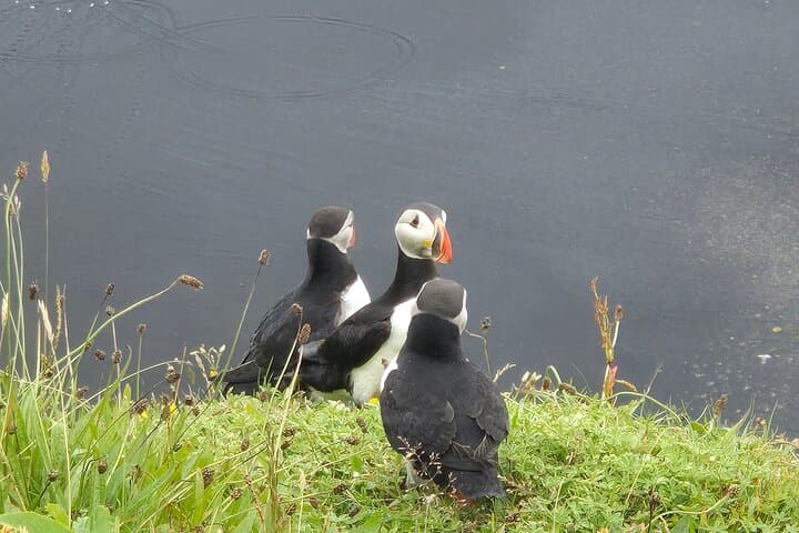 2-in-1 Iceland Experience: Golden Circle & South Coast
