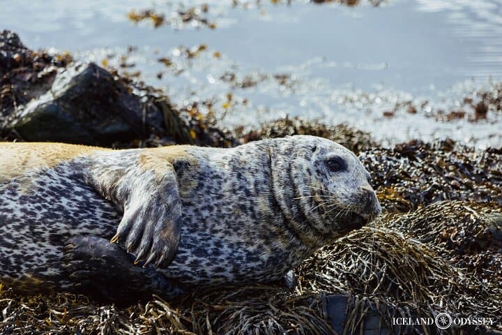 Private Snaefellsnes Peninsula Tour (Up to 8 Pax)