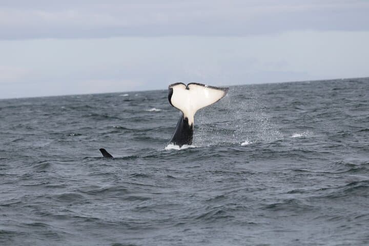 Spot a whale’s distinctive tail fluke as it dives beneath the waves — a classic sight on your Reykjavík Whale Watching adventure.