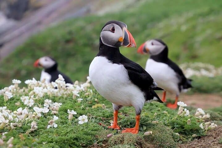 Private Tour to Westman Islands with Extra Waterfall Visit