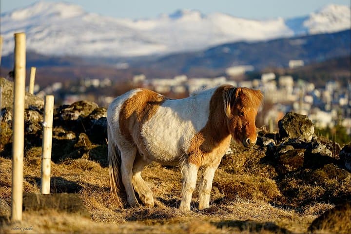 Reykjavik Private Wonders of the South Coast with Glacier Hike