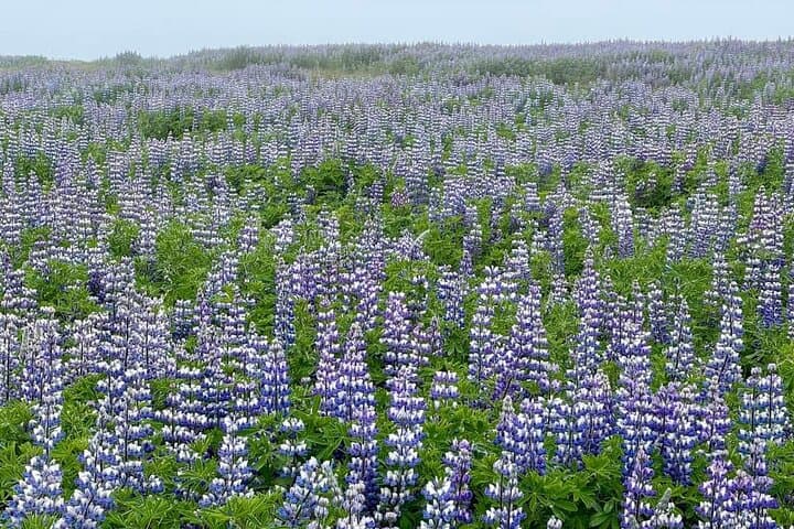 Campo de flores Arctic Lupin