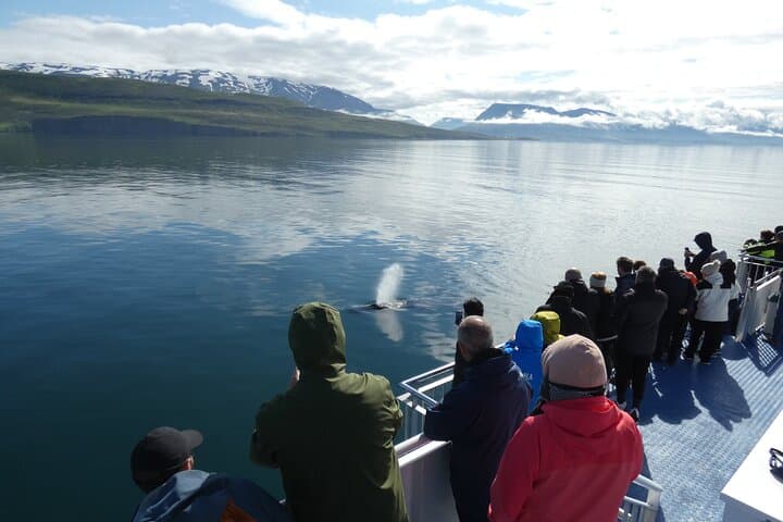 Whale Watching Tour from Akureyri City Central