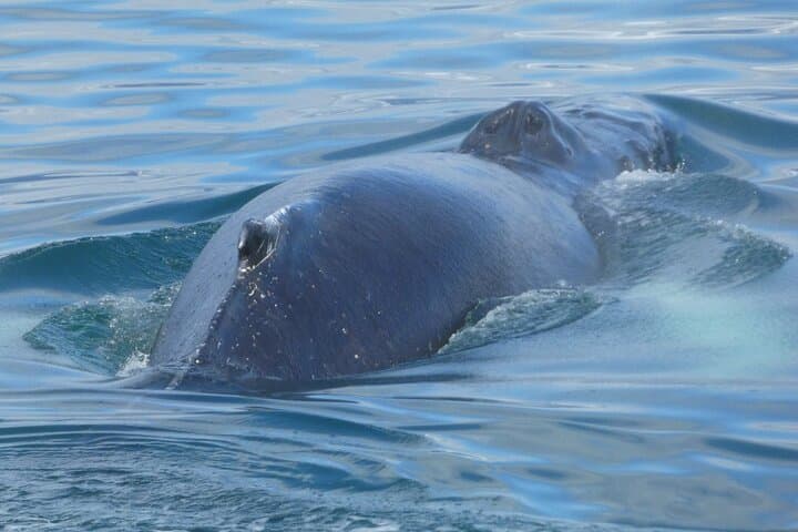 Up close whale