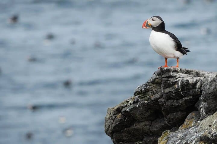 Puffin Party