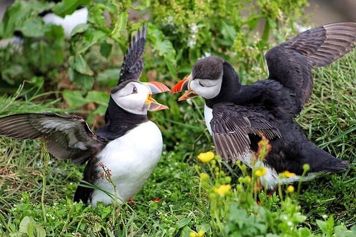 Borgarfjörður Eystri Puffin Tour from Seyðisfjörður Port