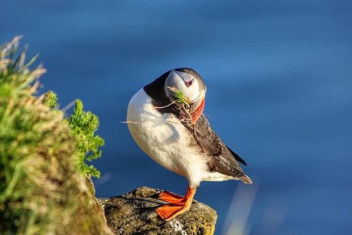 Borgarfjörður Eystri Puffin Tour from Seyðisfjörður Port