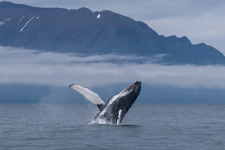 Classic Whale Watching from Dalvík Near Akureyri north Iceland