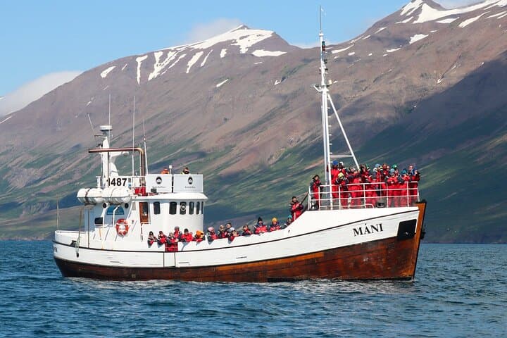 Classic Whale Watching from Dalvík Near Akureyri north Iceland