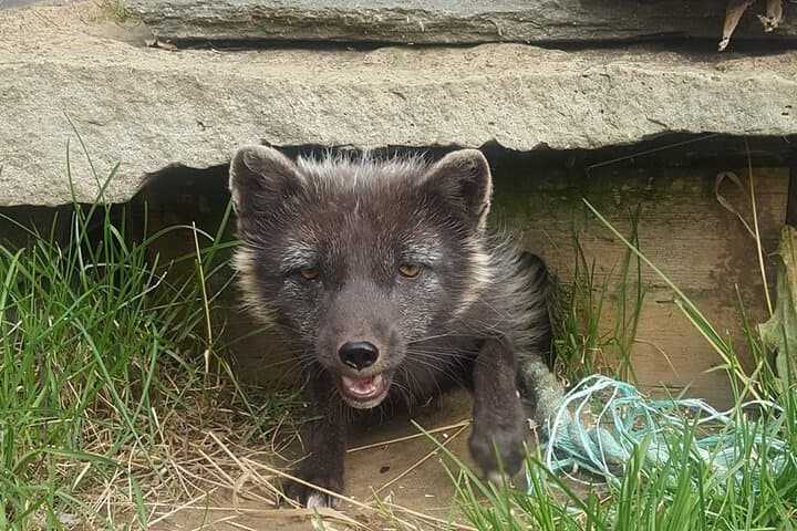 Tour to The Arctic Fox Centre
