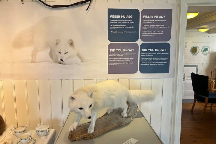 Tour to The Arctic Fox Centre