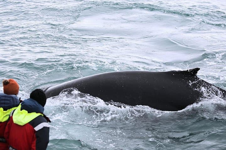 Húsavík: Family-Run Whale Watching Tour