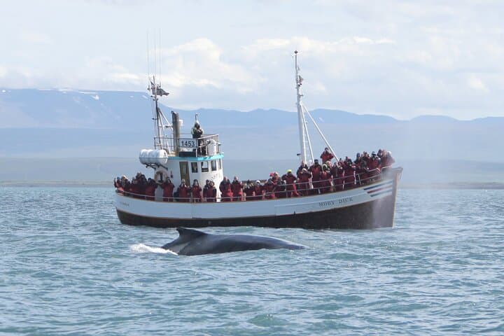 Húsavík: Family-Run Whale Watching Tour