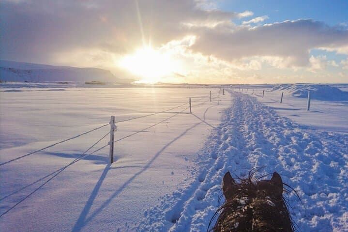 Viking Horse Riding and Golden Circle Tour from Reykjavik